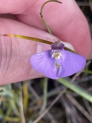 Utricularia uniflora