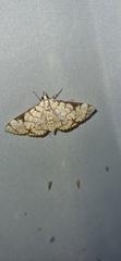 Aphytoceros