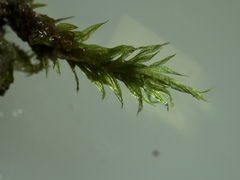 Hygroamblystegium varium