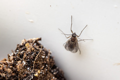 Sciaroidea
