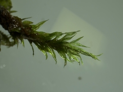 Hygroamblystegium varium