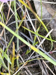 Utricularia uniflora