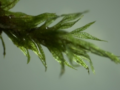 Hygroamblystegium varium