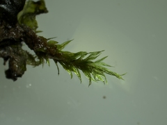 Hygroamblystegium varium
