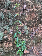 Achyranthes longifolia