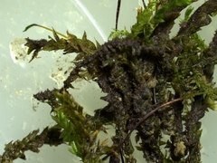 Rhynchostegium
