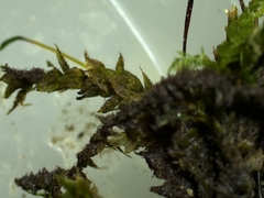 Rhynchostegium