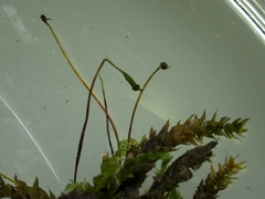 Rhynchostegium