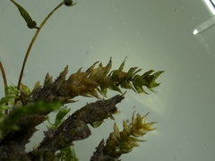 Rhynchostegium