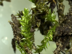 Rhynchostegium riparioides