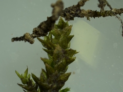 Rhynchostegium