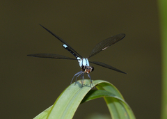 Diphlebia euphoeoides