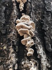 Schizophyllum commune