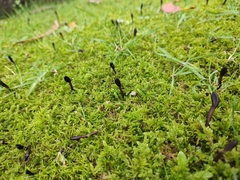 Geoglossum