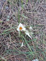 Crocus hyemalis
