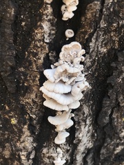 Schizophyllum commune