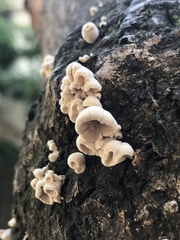 Schizophyllum commune