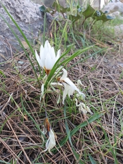 Crocus hyemalis