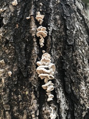 Schizophyllum commune