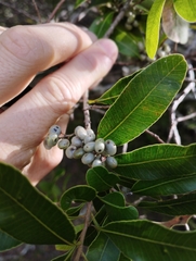 Lithraea brasiliensis