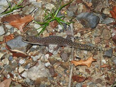 Oedura tryoni
