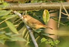 Acrocephalus dumetorum