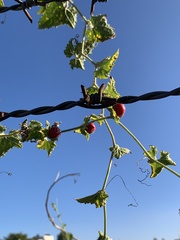 Cucumis maderaspatanus