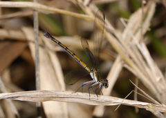 Diphlebia euphoeoides