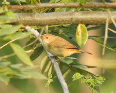 Acrocephalus dumetorum