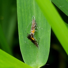 Cosmopterix