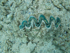 Tridacna