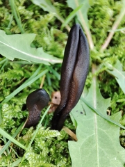 Geoglossum