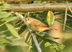 Acrocephalus dumetorum