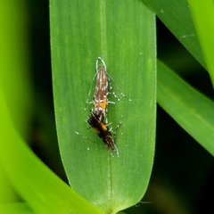 Cosmopterix