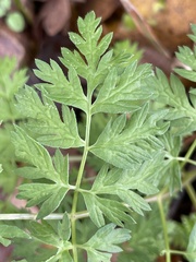 Chaerophyllum procumbens