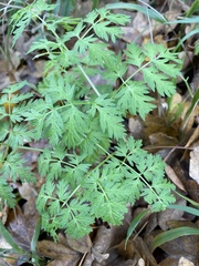 Chaerophyllum procumbens