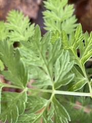 Chaerophyllum procumbens