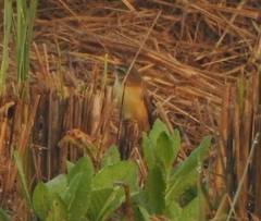 Acrocephalus agricola