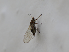 Trioza urticae