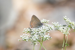 Satyrium ilicis