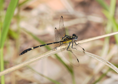 Austrogomphus bifurcatus