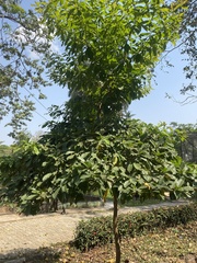 Terminalia superba