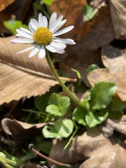 Bellis perennis