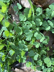 Medicago arabica
