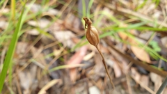 Caladenia prolata