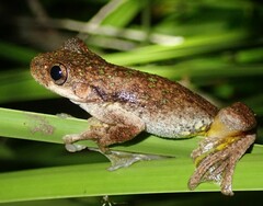 Litoria
