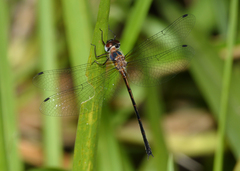 Austrophya mystica