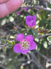 Leptospermum rotundifolium