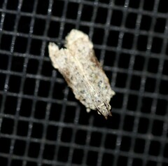 Hypatima