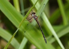Austrophya mystica